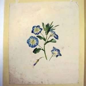 Hollandse School-Blauwe Bloemen-botanical artist watercolour drawing
