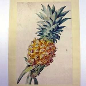 Hollandse School-Een Ananas-Collectibles botanical artist watercolour