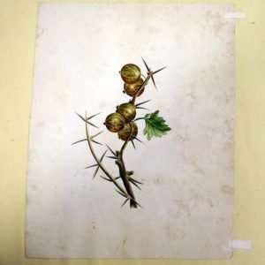 Hollandse School-Kruisbessen-Collectibles watercolour botanical