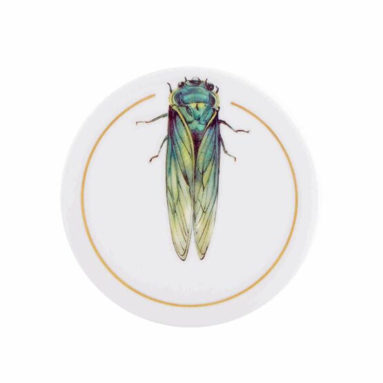 Insects Sets Of 6 Coasters